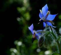 Image of borage