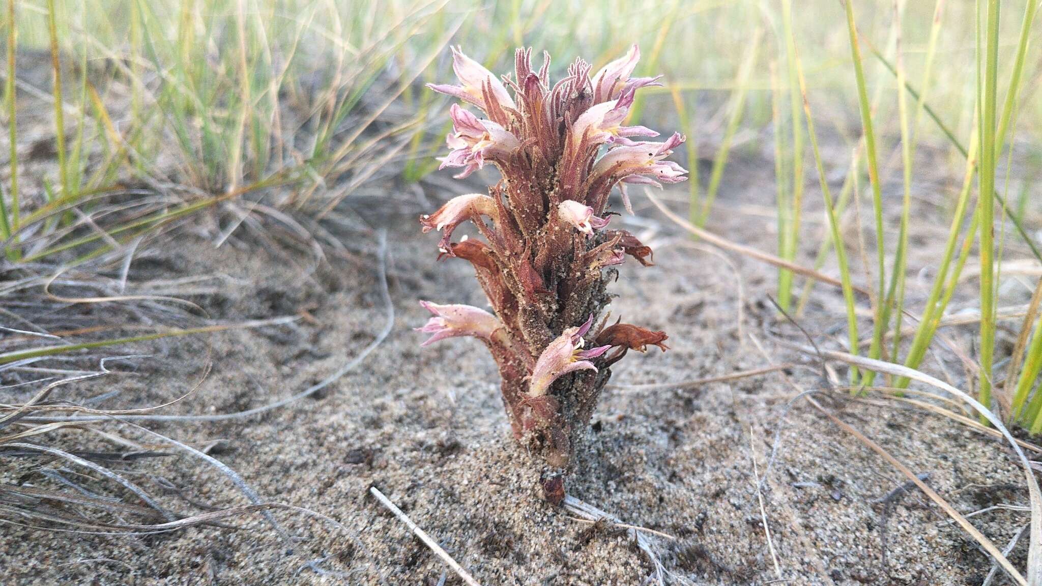 Image of flat-top broomrape