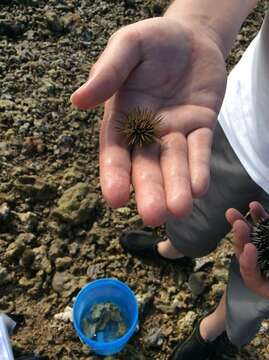 Image of Burrowing urchin