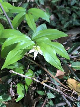 Image of Disporum smilacinum A. Gray