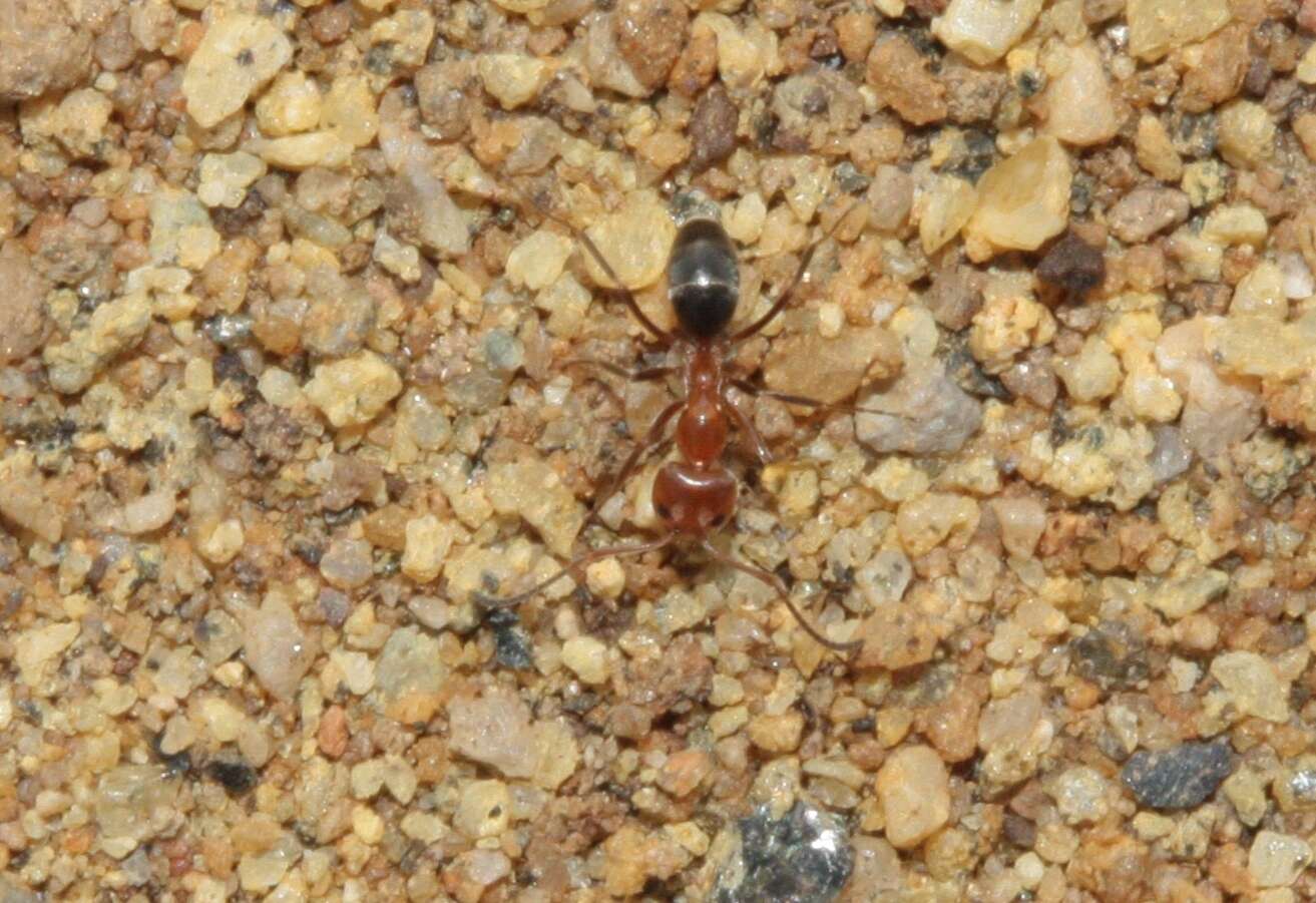 Image of Bi-colored Pyramid Ant