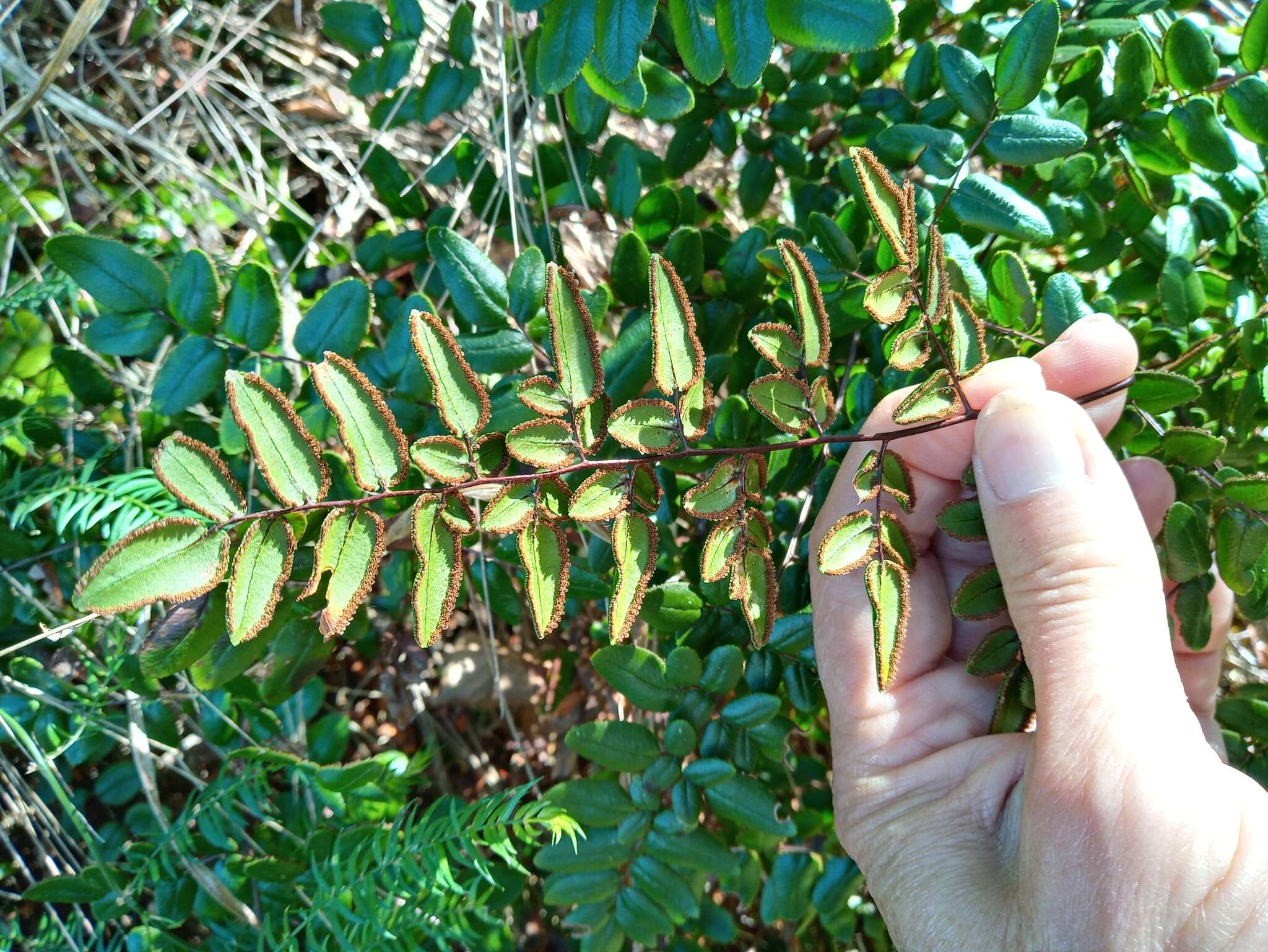 Image of Pellaea pteroides (L.) Prantl