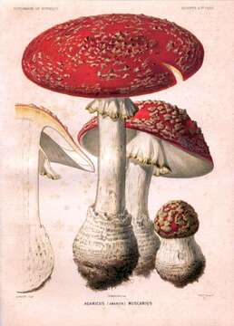 Image of Fly agaric