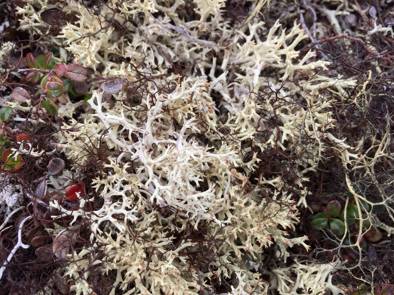 Image of Thorn cladonia