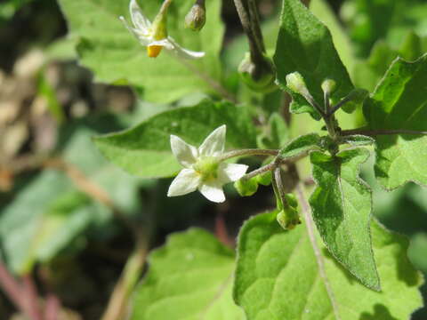 Image of European Black Nightshade