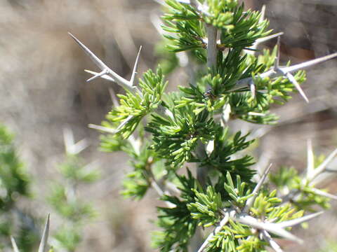 Image of Asparagus mariae (Oberm.) Fellingham & N. L. Mey.