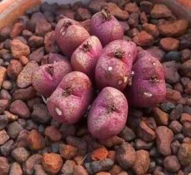 صورة Conophytum