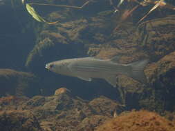 Image of Brown-backed mullet