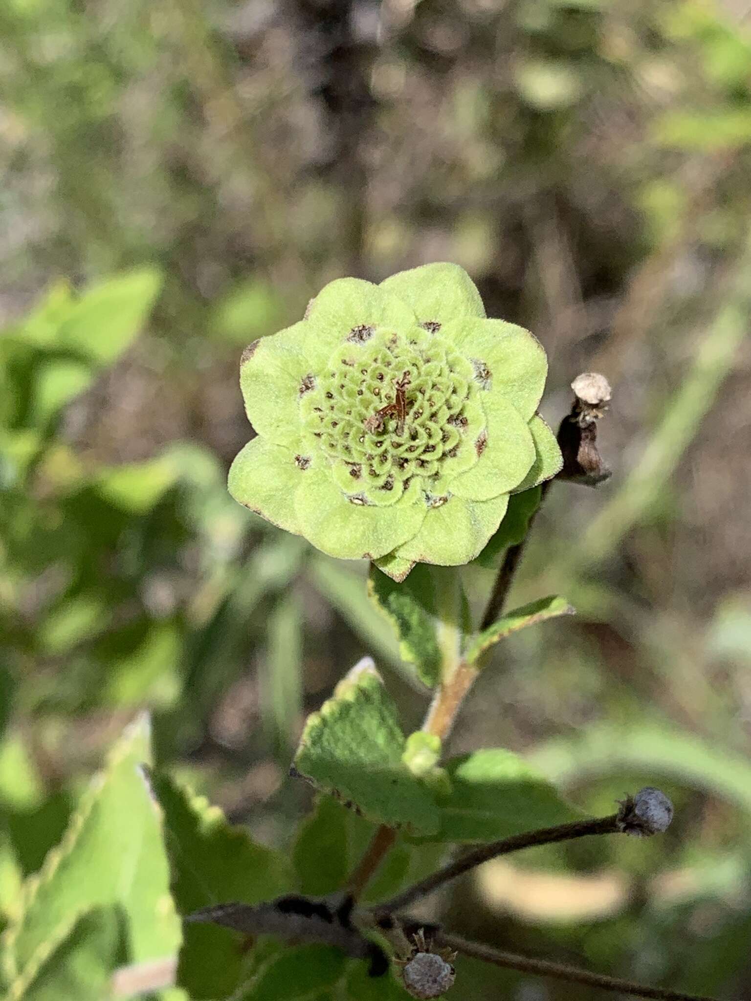 Image of Texas greeneyes