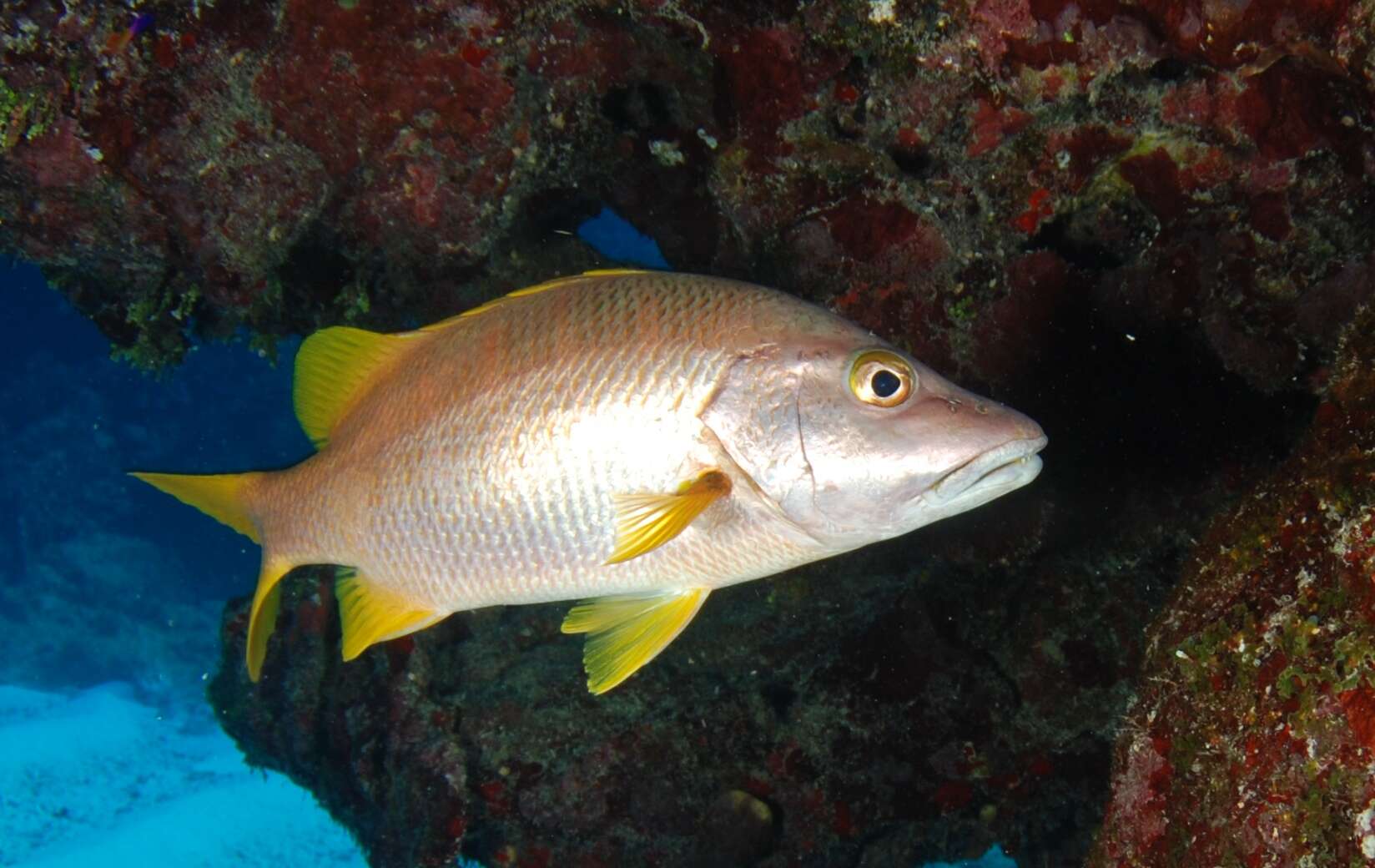 Image of Dogtooth Snapper