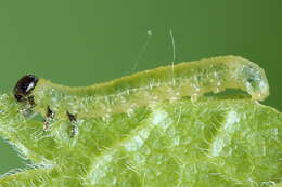 Image of Pristiphora appendiculata (Hartig 1837)