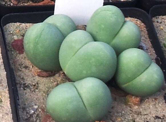 Imagem de Gibbaeum heathii (N. E. Br.) L. Bol.