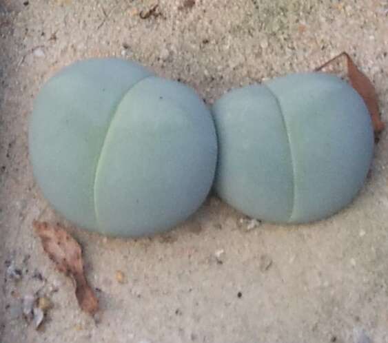 Imagem de Gibbaeum heathii (N. E. Br.) L. Bol.