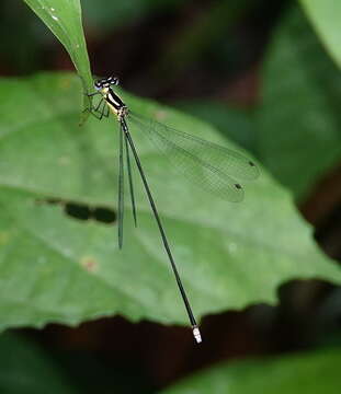 Image of Coeliccia membranipes (Rambur 1842)