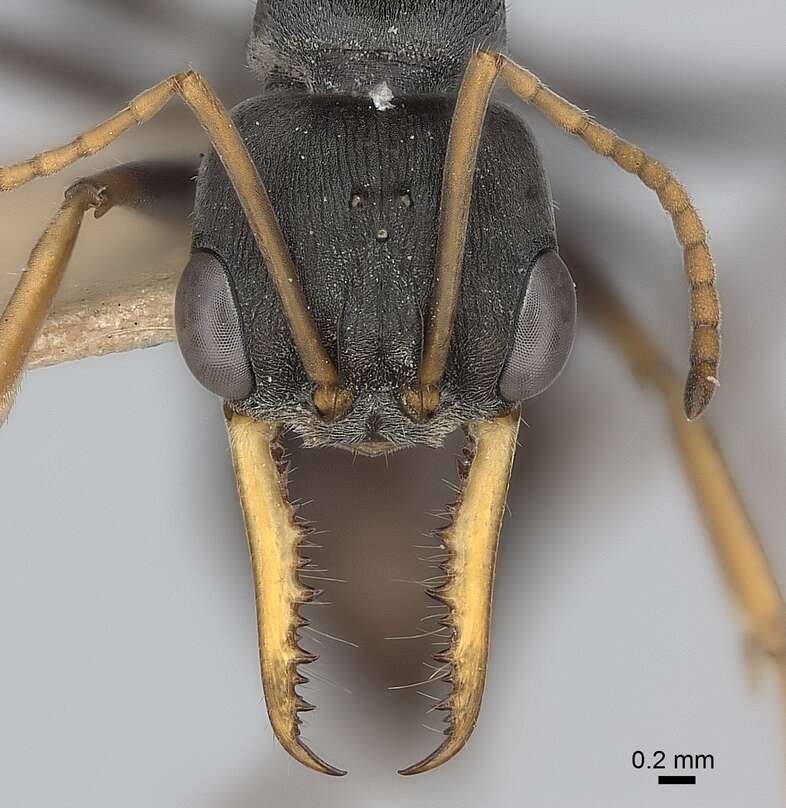 Image of Jack jumper ant