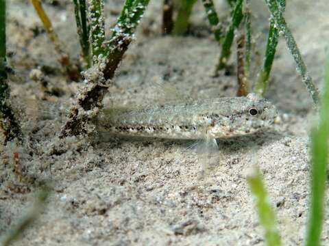 Image of Couch's Goby