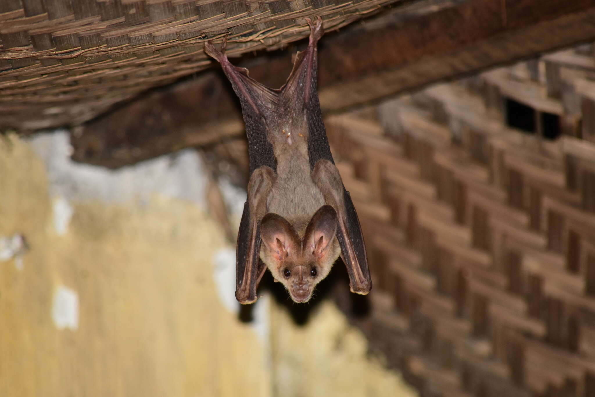 Image of Greater False Vampire Bat