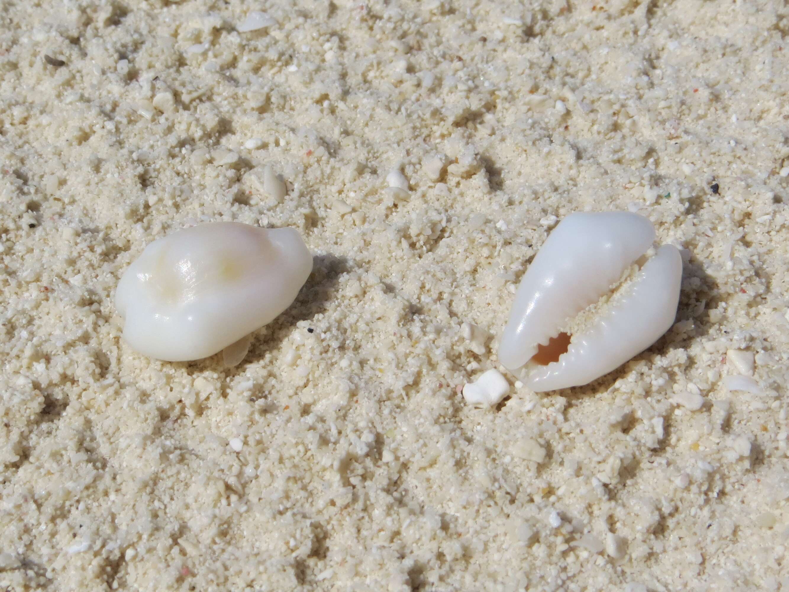 Image of cowry