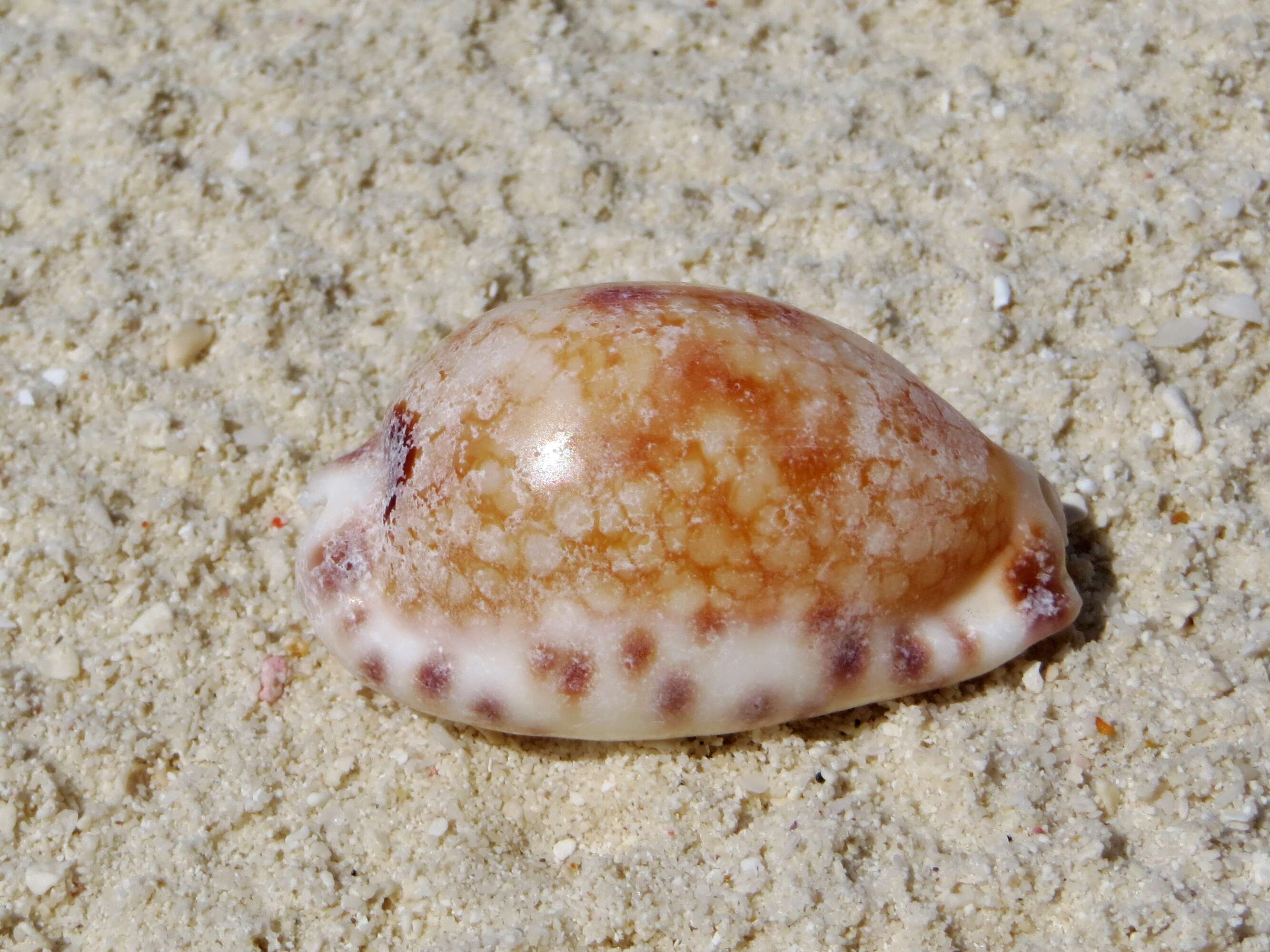 Image of harlequin cowrie