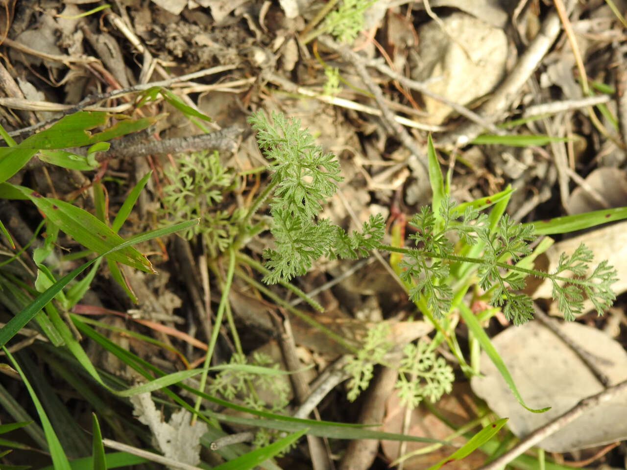 Imagem de Daucus glochidiatus (Labill.) Fischer, C. Meyer & Ave Lall.