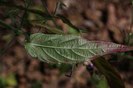 Rhinacanthus gracilis Klotzsch resmi