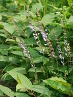 Image of Salvia japonica Thunb.