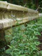 Image of Salvia japonica Thunb.