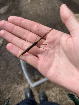 Image of Brown Waterscorpion