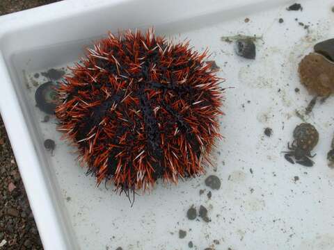 Image of Collector urchin