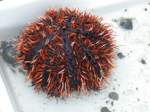 Image of Collector urchin