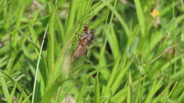 Image of New Forest cicada