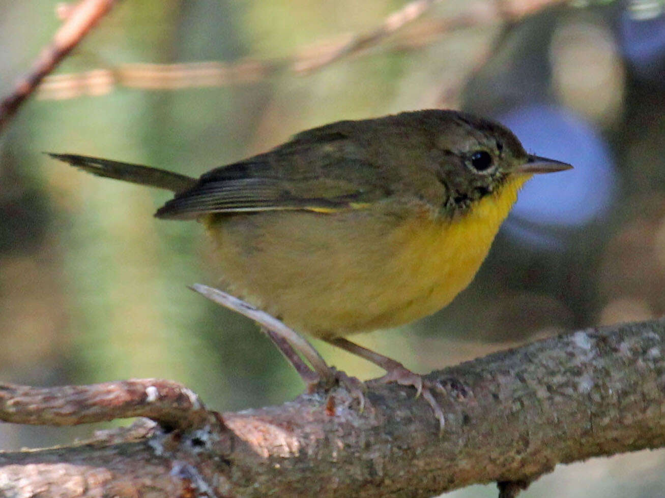 Geothlypis trichas (Linnaeus 1766) resmi