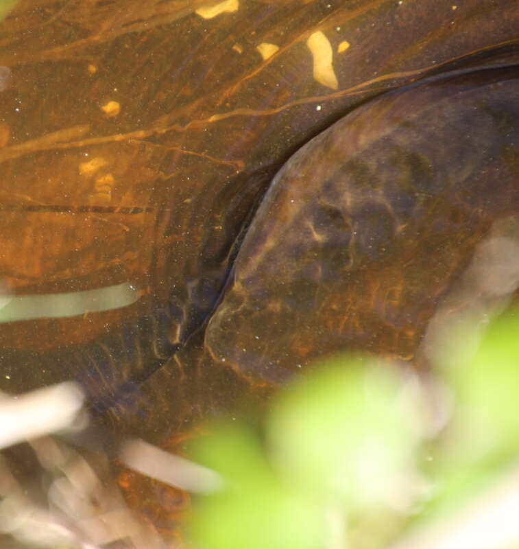 Image of short-finned eel