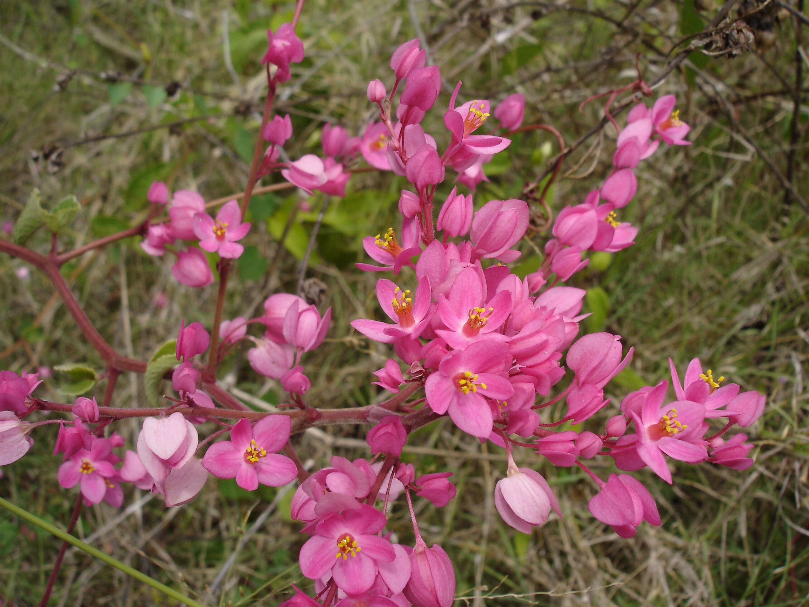 Image of antigonon