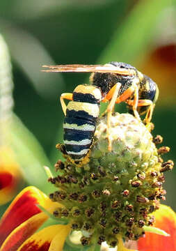 Image of Philanthus ventilabris Fabricius 1798