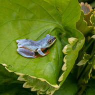 Image of Madagascar Reed Frog