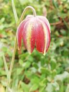 Image of Fritillaria lusitanica Wikstr.