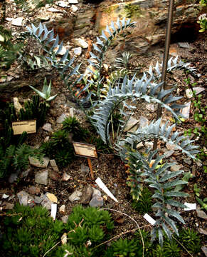 Image of Eastern Cape Blue Cycad