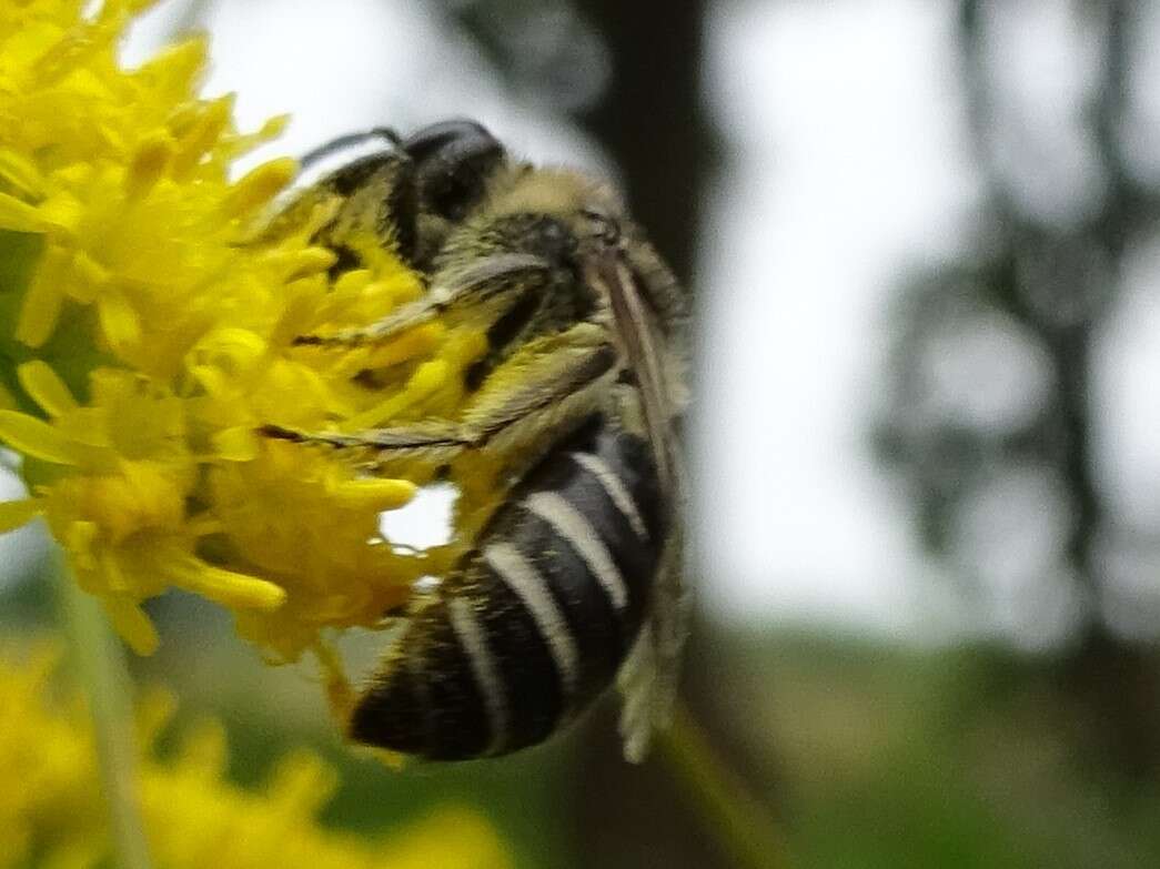 Imagem de Colletes simulans armatus Patton 1879