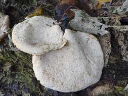 Image of black-footed polypore