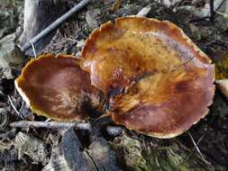 Image of black-footed polypore