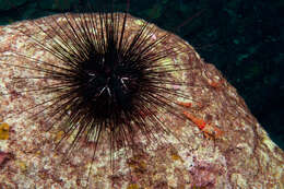 Image of spiny urchin