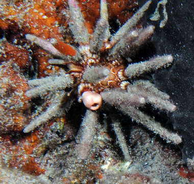 Image of slate pencil urchin