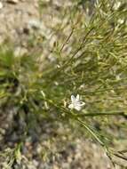 Image of Fendler's sandwort