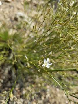 Image of Fendler's sandwort