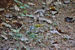 Image of White-striped Warbler