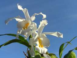 Image of Coelogyne cristata Lindl.