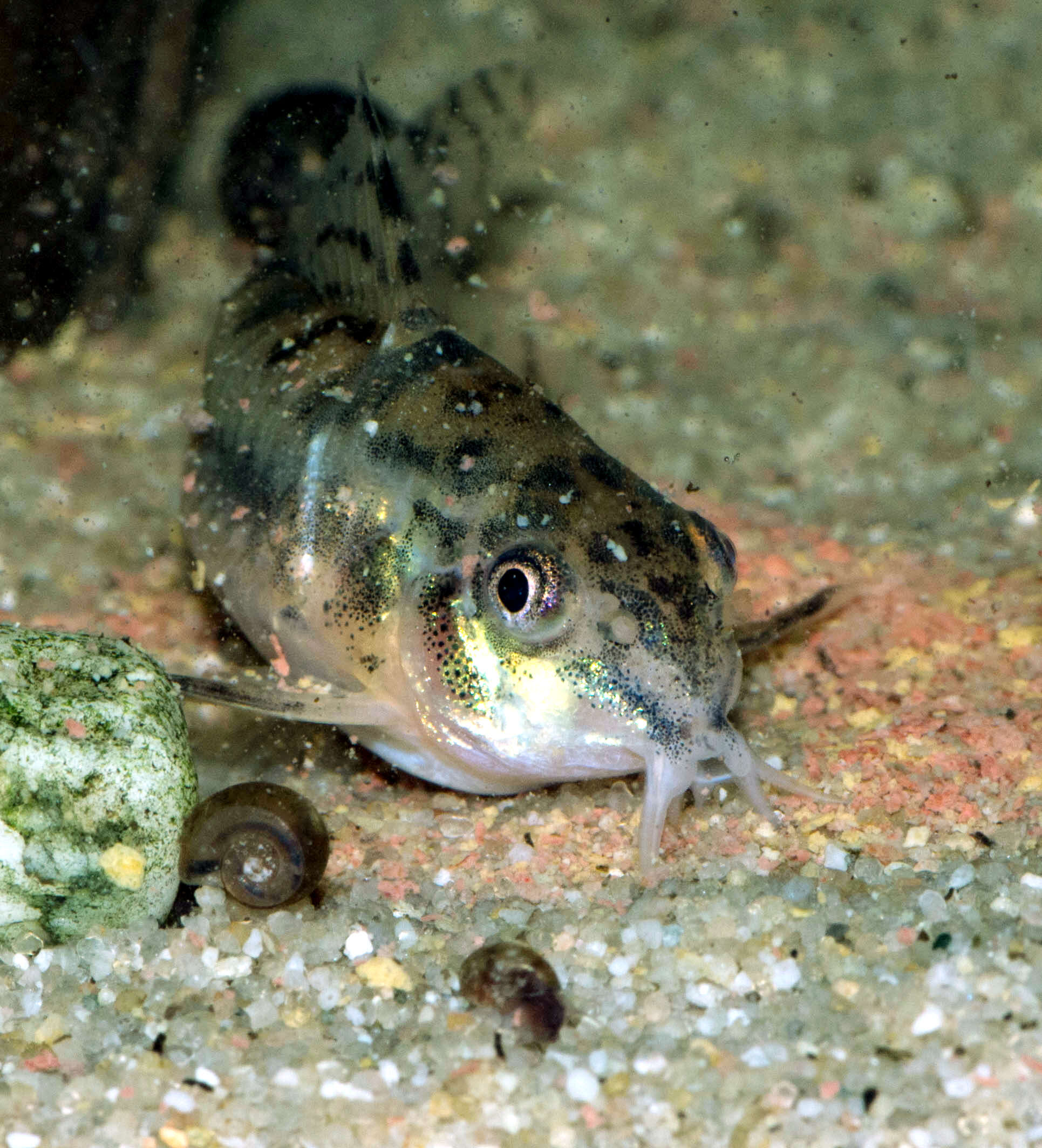 Image of Salt and pepper catfish