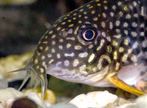 Image of Corydoras sterbai Knaack 1962