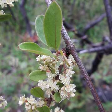 Image of Wirevine